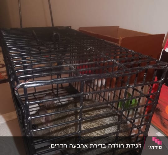 עכברוש בתוך מלכודת מתכת שחורה על שולחן